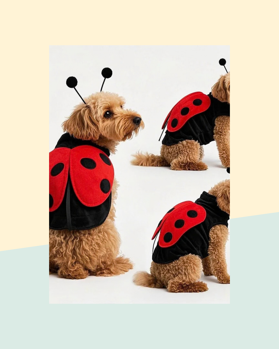 Déguisement Coccinelle pour Chien - visuel premium