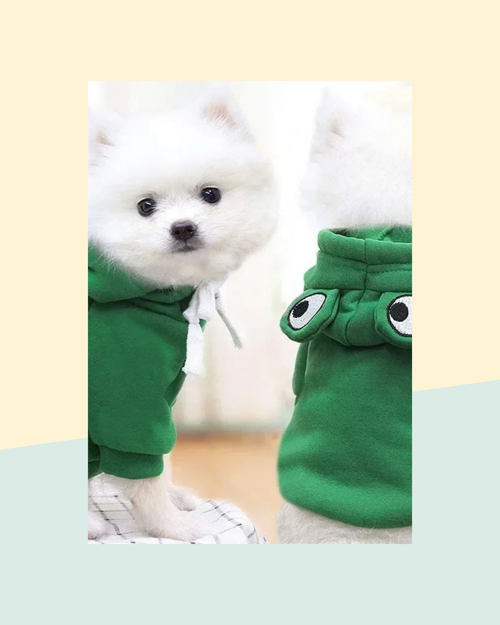 Déguisement Grenouille pour Animal de Compagnie - photo premium Panoplia