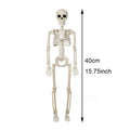 Squelette Articulé Halloween – Décoration 40 cm